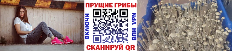 Купить закладки  Черепаново  Псилоцибиновые грибы мицелий 